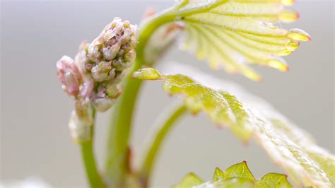 What Is Bud Break In The Vineyards Grapevine Growing 101 At Jordan Winery