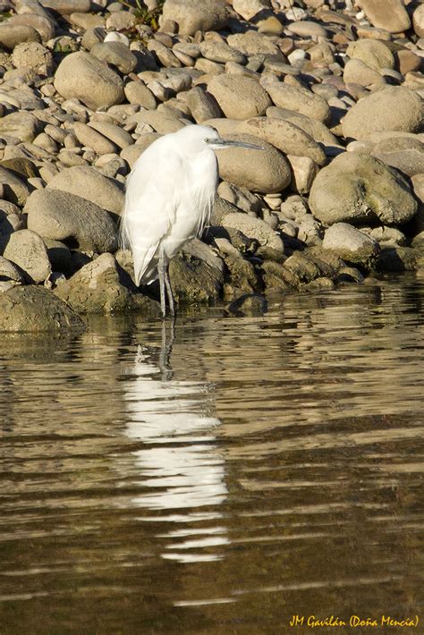 Fotografía de Naturaleza JM Gavilán Garceta común Egretta garzetta