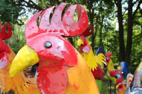 Free Images Flower Red Metal Colorful Toy Rooster Sculpture