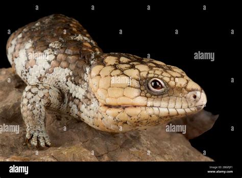 Western shingleback skink (Tiliqua rugosa rugosa Stock Photo - Alamy