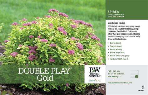 Spiraea Double Play® Gold 11x7 Variety Benchcard Proven Winners