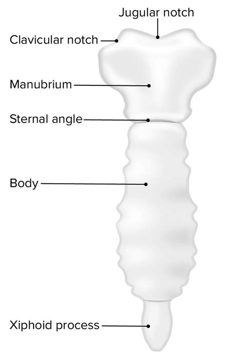 Chest Wall: Anatomy | Concise Medical Knowledge | Basic anatomy and physiology, Anatomy ...