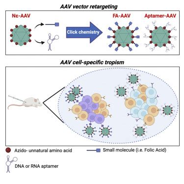 Aptamer Programmable Adeno Associated Viral Vectors As A Novel Platform