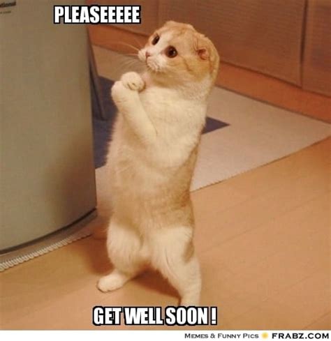 Get Well Soon Cat Meme Extravital Fasion Funny Cat Memes Funny Cat