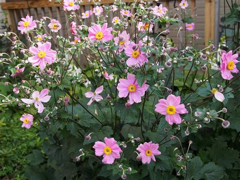 Anemone X Hybrida Serenade Ballyrobert Gardens