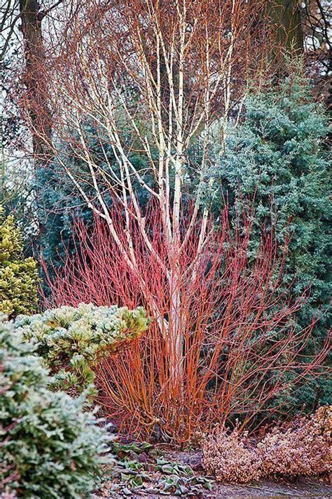 Forage Red Twig Dogwood As The Leaves Fall The Garden Structure