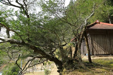 九度山町内の巨樹・古木 和歌山県内の巨樹・古木を訪ねて。