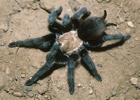 Texas Brown Tarantula | Animals Wiki | Fandom