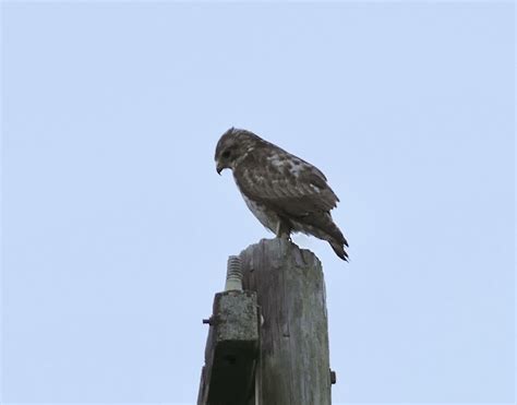 Broad winged Hawk from La Otra Banda San Sebastián del Oeste Jal MX