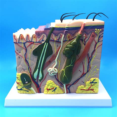 Buy Learning Resources X D Human Skin Anatomical Model Anatomically