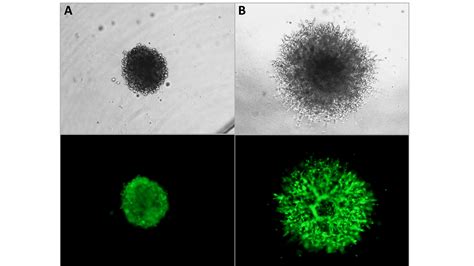 Cultrex Spheroid Formation Extracellular Matrix 10X 3500 096 01 R D