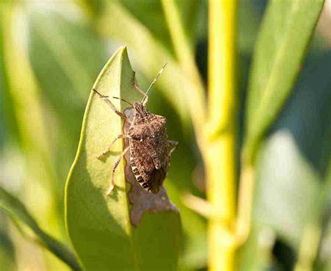 What Do Stink Bugs Eat