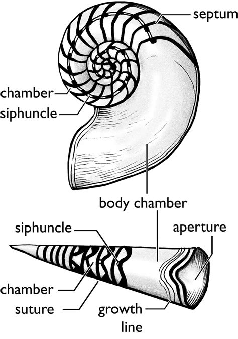 Cephalopod Mollusks: Squid and Octopus – WGNHS – UW–Madison