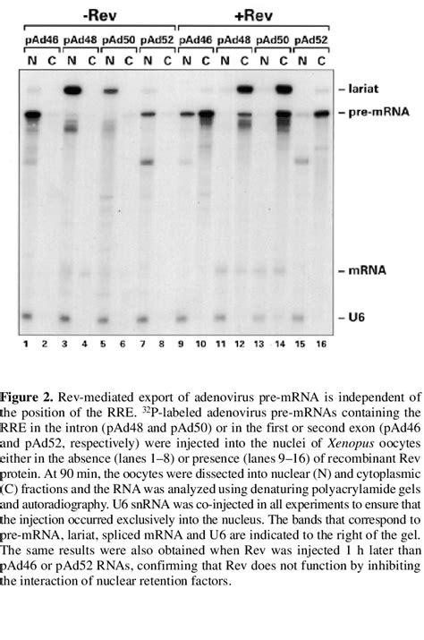 Schematic representation of the RNA transcripts used for Xenopus oocyte ... 