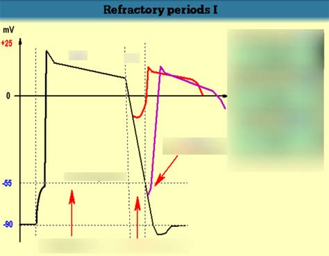 Physio Mt Cardio Figure O Diagram Quizlet