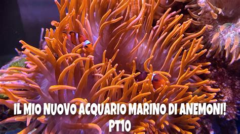 Il Mio Nuovo Acquario Marino Di Anemoni Pt10 Sono Arrivati Gli