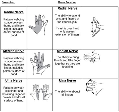 Nursing Guidelines Neurovascular Observations