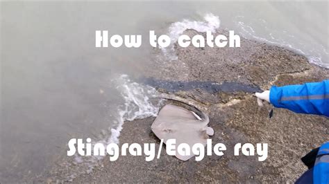 Nz Basic Fishing Tutorial How To Catch Stingray Youtube