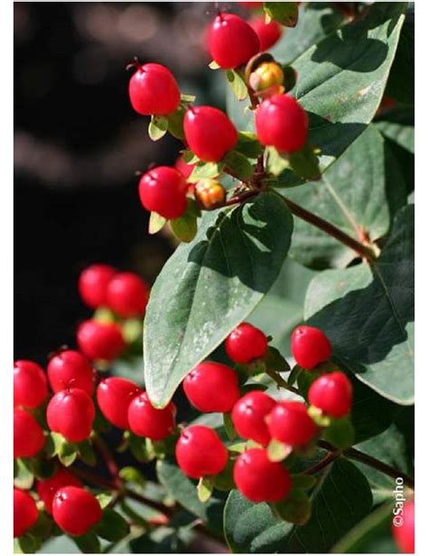 Hypericum Inodorum Magical Red Flame Millepertuis Arbustif