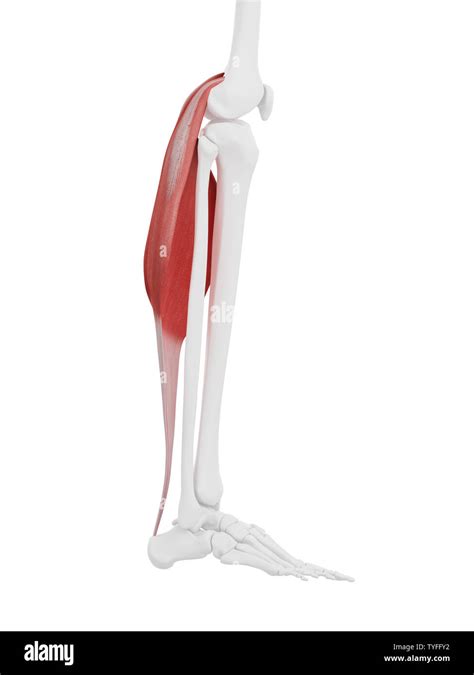 3d Rendered Medically Accurate Illustration Of The Gastrocnemius Stock