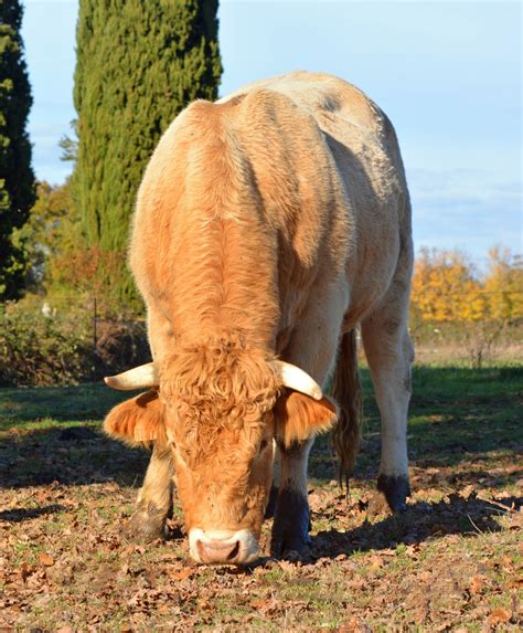 Free Images Grass Field Farm Meadow Wildlife Horn Pasture