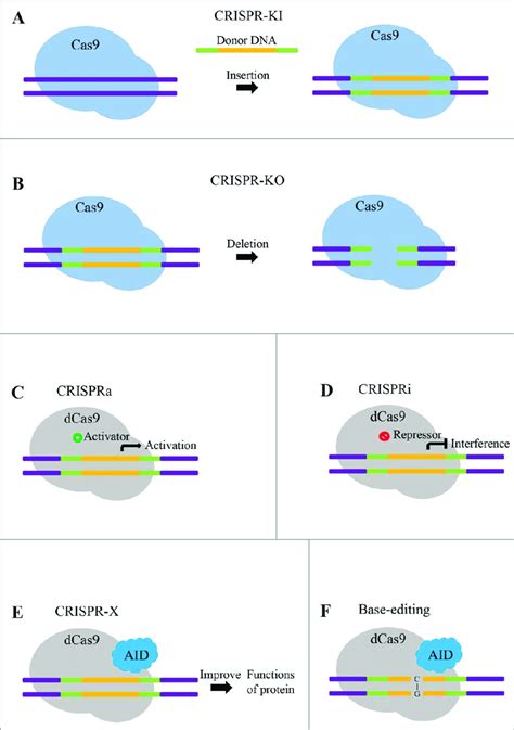 Techniques Based On Crispr Cas9 System A Crispr Ki Guided By The Download Scientific