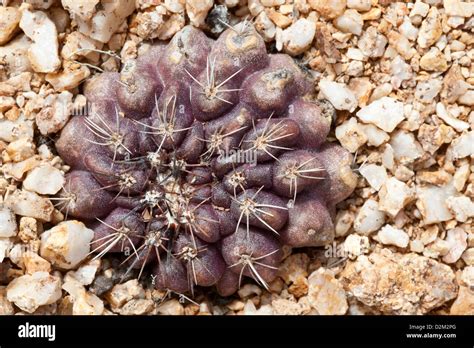 Copiapoa Humilis Hi Res Stock Photography And Images Alamy