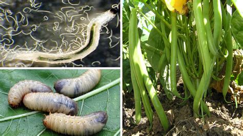 Nematoder Allt Du Behöver Veta