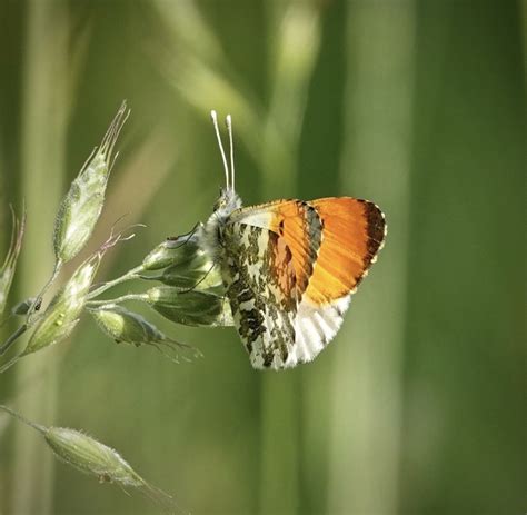 Vroege Vogels Foto Geleedpotigen Oranjetipje