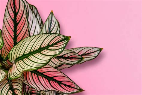 La Flor De Calathea Cuidados Y Cultivo De Esta Planta Tropical TeleFlor