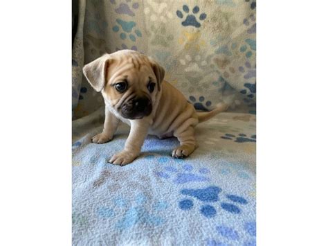 Beautiful Frenchie Pug mix puppies in Granbury - Puppies for Sale Near Me