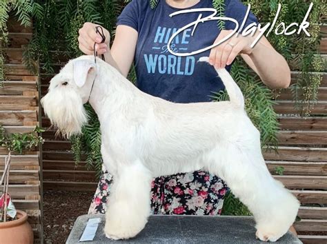 Schnauzer Miniatura Blanco Blaylock Kennel