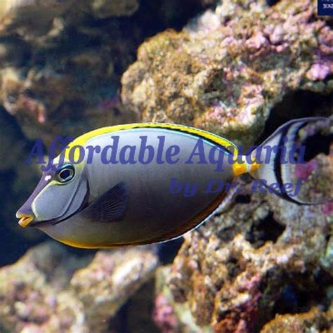 Naso Blonde Tang With Streamer Affordable Aquaria