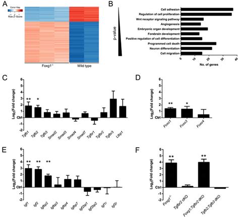 The Foxg1 Foxo Smad Network Balances Proliferation And Differentiation