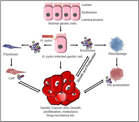 Pathogens Free Full Text Helicobacter Pylori Induced Inflammation