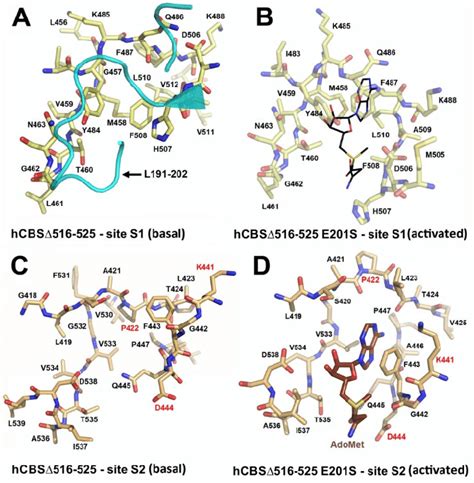 Sam Binding Sites In The Basal And The Activated Conformation Of Hcbs