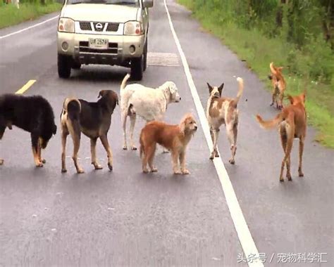 十幾隻流浪狗坐在路中間不願離開，路人湊近一看忍不住紅了眼眶 每日頭條