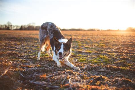 Mascotas Las Razones Por Las Que Tu Perro No Quiere Salir De Casa