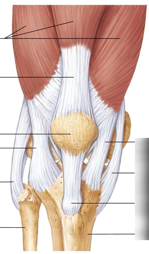 Knee Joints Frontal Diagram Quizlet