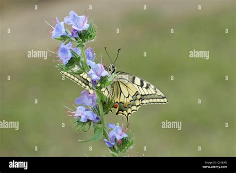 Swallowtail Butterfly Papilio Machaon Male Perched With Wings Open