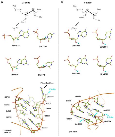 Biomolecules Free Full Text Visualizing The Role Of Oh Rrna