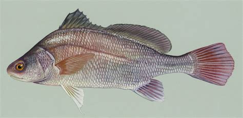 Freshwater Drum Wikipedia