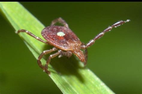 Tracking Ticks In Georgia To Help Monitor Emerging Diseases News