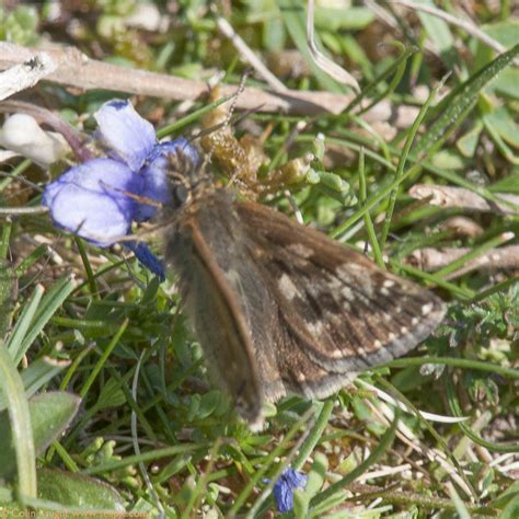 Postcards From Sussex Skippers And Micro Moths At Mill Hill