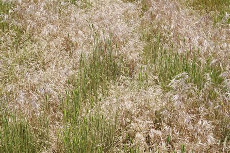 Cheatgrass Photo 3 Of 4 Engulfing Crested Wheatgrass Flickr