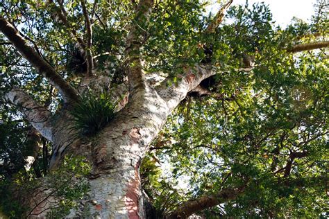 Ancient Kauri Trees Points To A Turning Point In Earths 51 Off