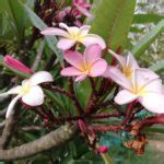 Plumeria Rubra Trees SA