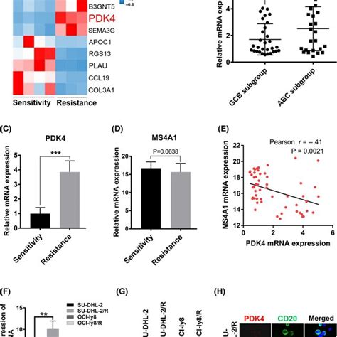 Model Of Our Working Hypothesis Of Rituximab Resistance In Diffuse