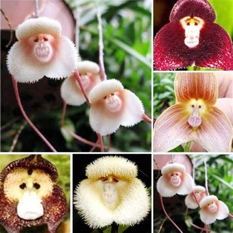 These Wonderful Rare Orchids Look Like Cute Monkeys | Garden İdeas