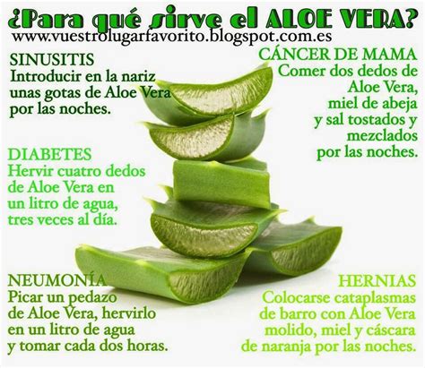 Aloe vera y sus usos Salud y nutricion Alimentos naturales Herbología